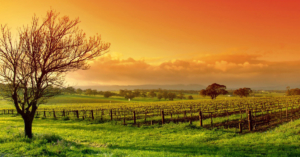 Barossa Valley Wine and Hammer Vinyard